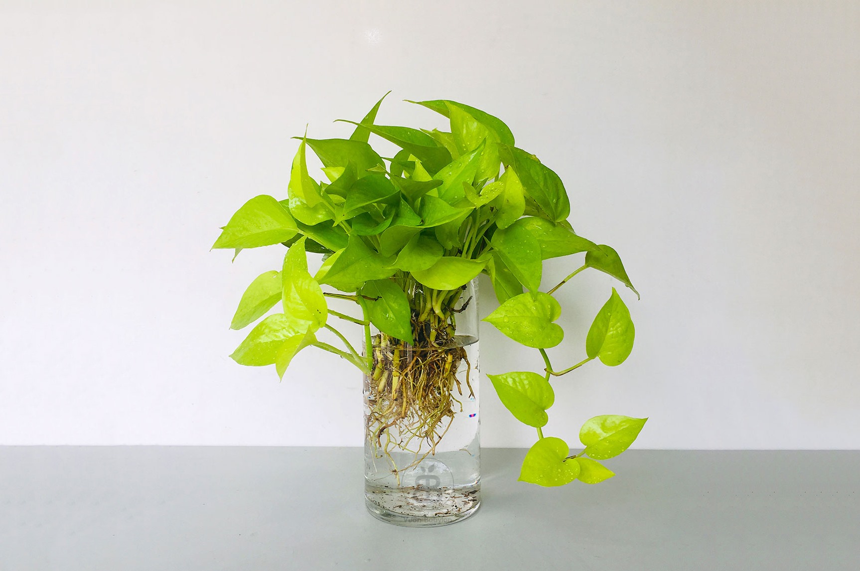 Trầu bà là loại cây leo rất dễ trồng, lá hình tim, xanh thẫm có gân màu vàng hay màu kem.