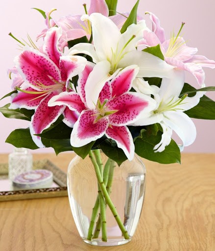 Hoa lily. Ảnh: T.L