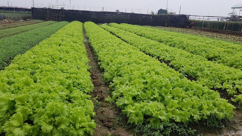 Thời tiết nồm ẩm, mưa nhiều tạo điều kiện cho rau xanh phát triển tốt. Ảnh: Kh.V