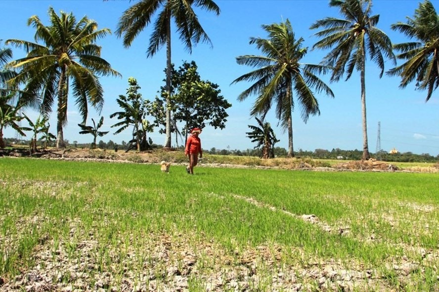 Những cánh đồng lúa ở Đồng bằng sông Cửu Long nứt nẻ, khô cằn có nguy cơ mất trắng vì hạn mặn. Ảnh: TR.L