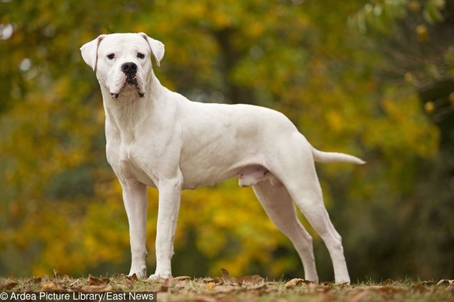 2. Chó Dogo Argentino: Giá Loài này trông đáng sợ, và là một giống chó săn và bảo vệ, nó có thể khá hung dữ. Bạn nên thuê một huấn luyện viên chuyên nghiệp cho nó bởi vì Dogo Argentino có thể thực sự nguy hiểm nếu nó không được đào tạo đúng cách. Để có được người bảo vệ hoàn hảo này cho gia đình và gia đình của bạn, bạn phải trả tới 4.000 đô la cho một con chó con.