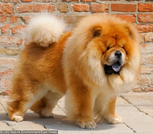 8. Chó Chow Chow: Giá: 900 USD - 8,500 USD (21 triệu - 196 triệu) Giống chó Trung Quốc này là một trong những giống chó lâu đời nhất hiện nay và chúng từng rất giỏi trong việc chăn gia súc, săn bắt, bảo vệ chủ. Bây giờ chúng là những người bạn đồng hành tốt, có nhiều màu sắc, bao gồm đỏ, đen, xanh, quế và kem. Và giống chó này có một cái lưỡi đặc biệt. Chó con thuần chủng có thể có giá lên tới 8.500 USD (gần 200 triệu đồng).