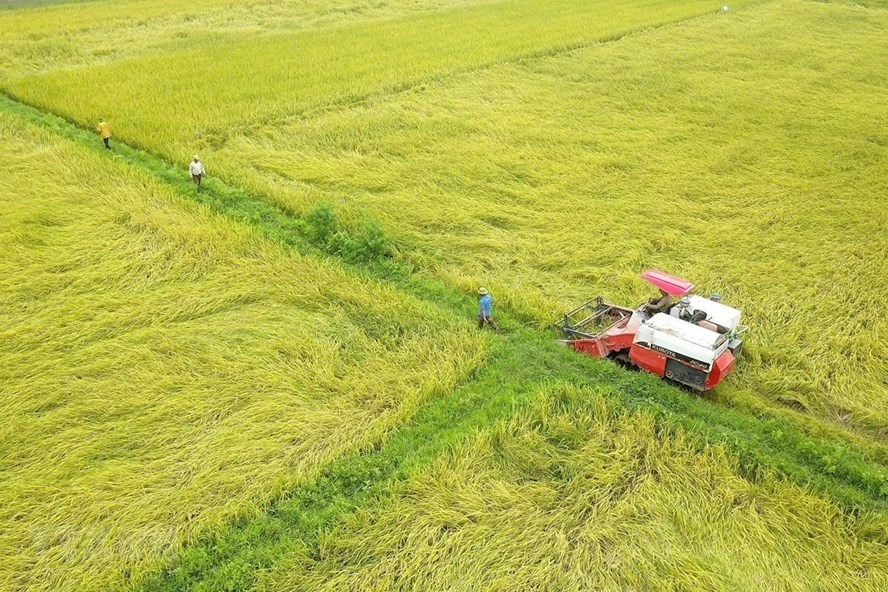 Năng lực sản xuất lúa năm 2020 của Việt Nam khoảng 43,5 triệu tấn, đáp ứng nhu cầu trong nước và đủ năng lực xuất khẩu khoảng 6,7 triệu tấn gạo. Ảnh: TTXVN