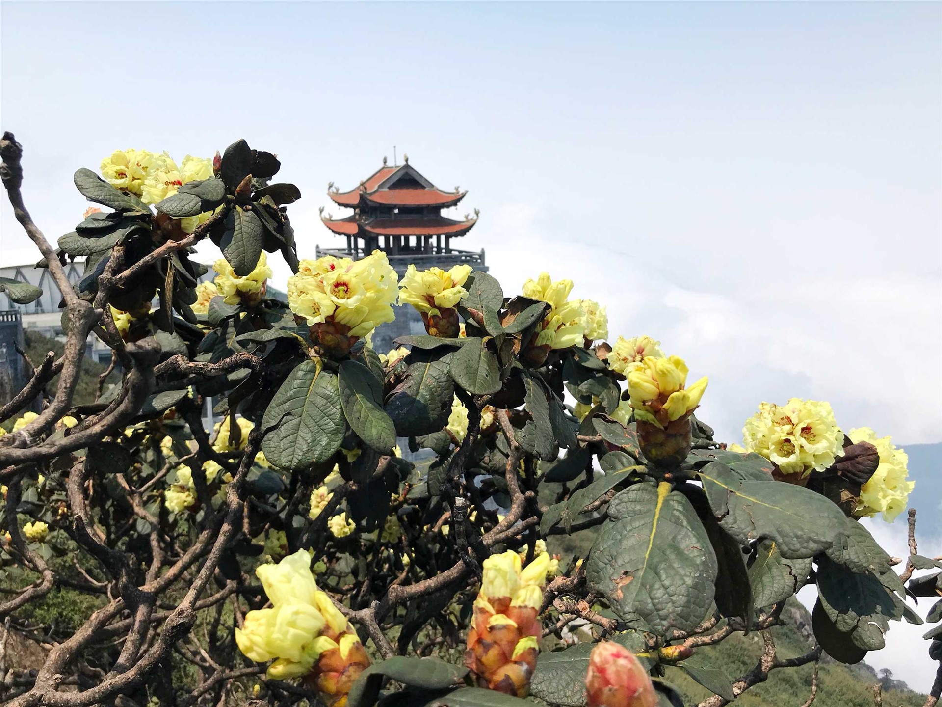 Đỗ Quyên hoa vàng và đỏ tập trung nhiều ở đường La Hán, xung quanh Miếu Sơn Thần và cheo leo nơi vách đá chênh vênh dọc con đường dẫn lên khu vực Kim Sơn Bảo Thắng Tự….Ngắm hoa nơi đây tâm hồn thư thái như lạc vào chốn bồng lai tiên cảnh.