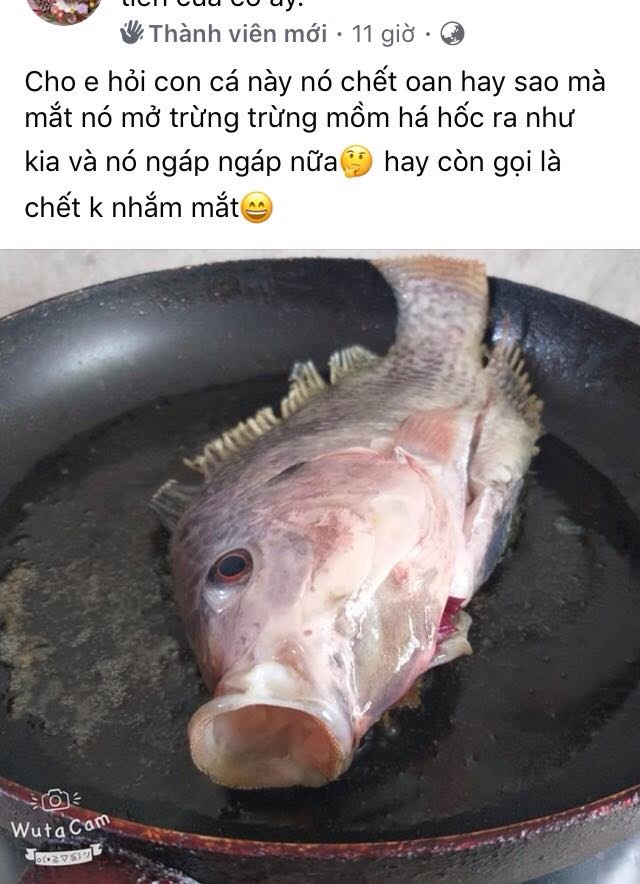 Món cá rán khiến nhiều người không nhịn được cười. Ảnh chụp màn hình