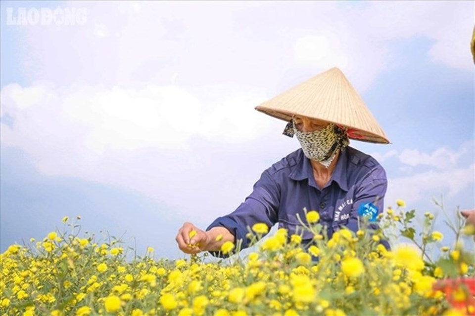 Cúc hoa có tính mát, vị hơi đắng, có tác dụng thanh nhiệt, trị nóng mắt. Ảnh minh họa: Phan Anh Cúc hoa có tính mát, vị hơi đắng, có tác dụng thanh nhiệt, trị nóng mắt. Ảnh minh họa: Phan Anh