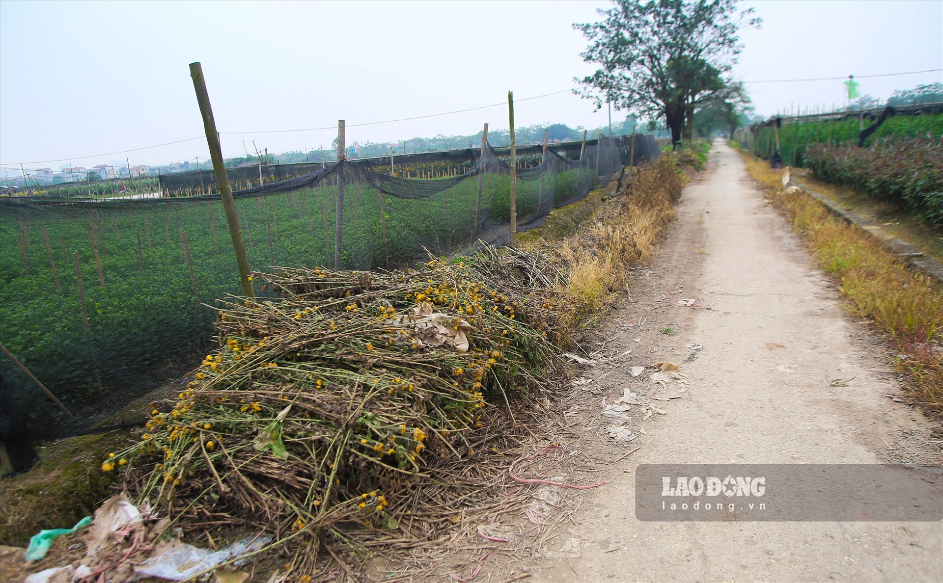 Không khó để bắt gặp hình ảnh những mớ hoa được người dân vứt đầy đường khi đến phường Tây Tựu (quận Bắc Từ Liêm) và huyện Tân Lập (huyện Đan Phượng) trong những ngày này. Ảnh: Lao Động