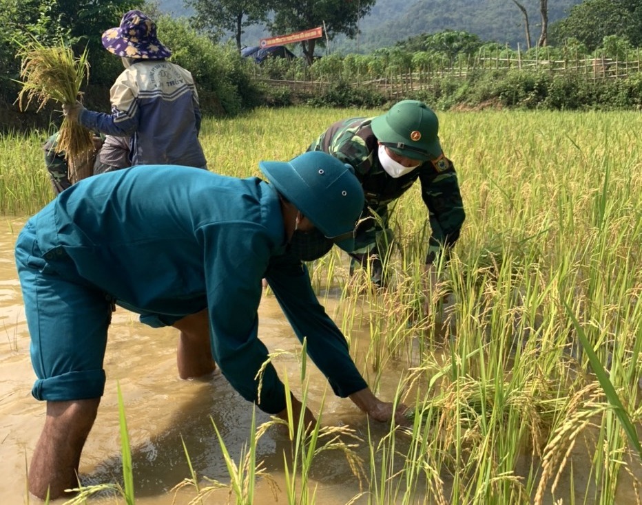 Biên phòng và lực lượng dân quân giúp dân gặt lúa. Ảnh: Đình Phú.