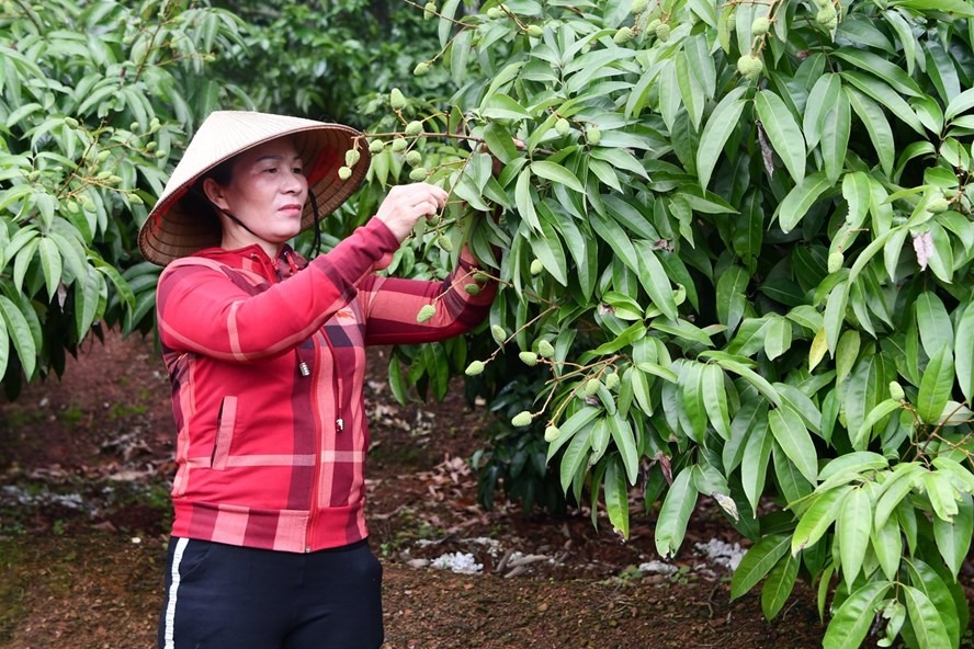 Tỉnh Bắc Giang đã chủ động chuẩn bị điều kiện để xuất khẩu quả vải tươi sang thị trường Nhật Bản. Ảnh: Văn Giang