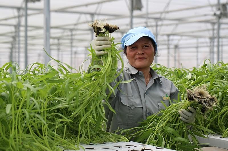 Kinh tế hợp tác mà nòng cốt là hợp tác xã đang được coi là thành phần kinh tế quan trọng. Ảnh minh họa: LDO