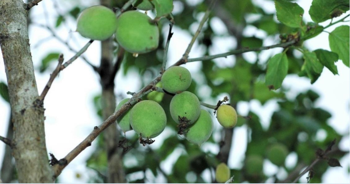 Hạnh nhân (Mơ). Ảnh: Viện Dược liệu