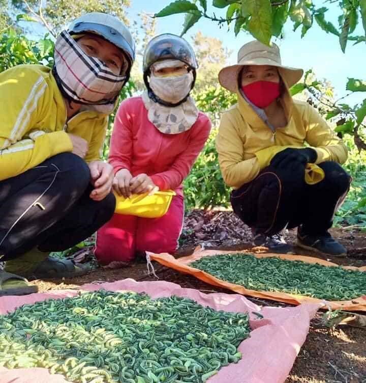 Mùa sâu muồng chỉ kéo dài trong khoảng tháng 3, tháng 4. Đây là ấu trùng của loài sâu trên cây muồng, có màu xanh như lá cây. Với bà con Tây Nguyên, cây muồng là loại cây quen thuộc, thường được trồng để cây tiêu bám vào. Loài sâu muồng chỉ ăn lá, bám đầy trên các lá cây.