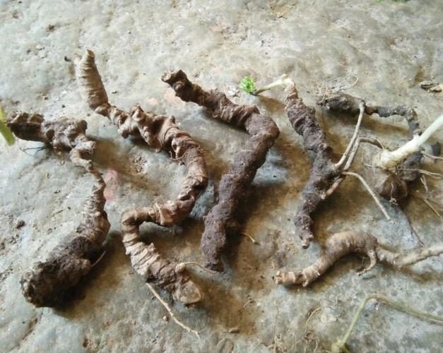 Sâm tiết trúc Tuyên Quang - loài mới được phát hiện đã tuyệt chủng.