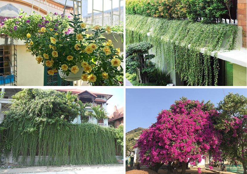 Nhiều loại cây được ưa chuộng để hạ nhiệt vào mùa hè. Đồ họa: Phan Anh