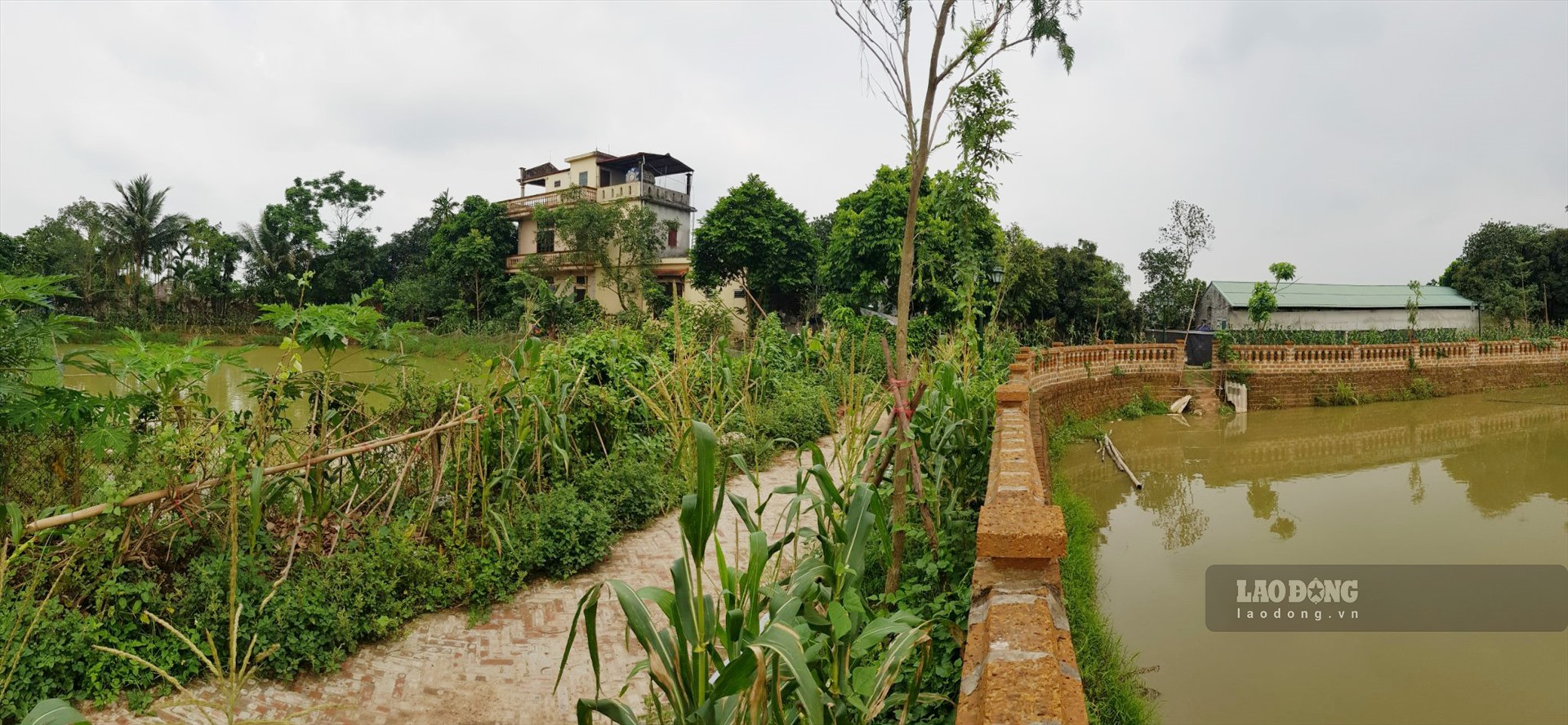 Hình ảnh ao cá Bác Hồ đang bị tách ra biệt lập. Ảnh: Phan Anh