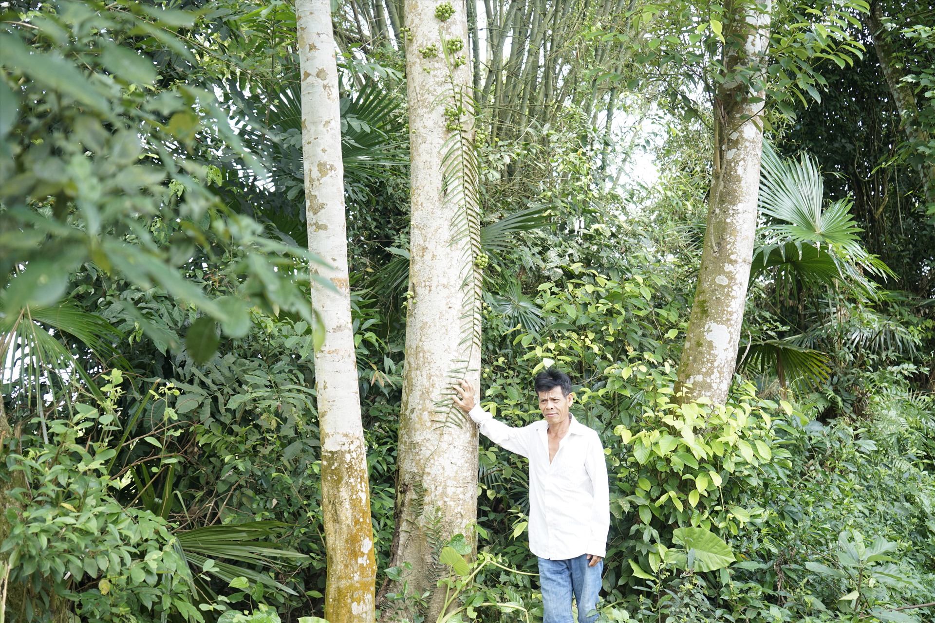 Ông Hán Duy Thạch (thôn Thượng Hải- xã Gia Phố) bên hàng cây cổ thụ sẽ bị chặt bỏ để xây kè chống sạt lở. Ảnh Trần Tuấn