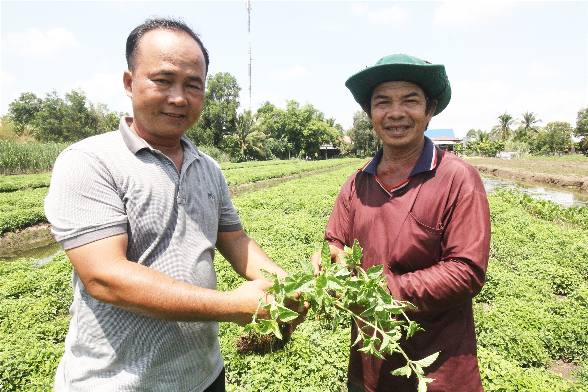 Anh Nguyễn Văn Phú (phải) bên ruộng sương sáo của mình. Ảnh: Tân Hiệp Phát.