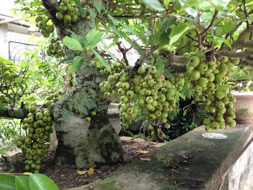 Cây sung. Ảnh: Chợ hoa Việt