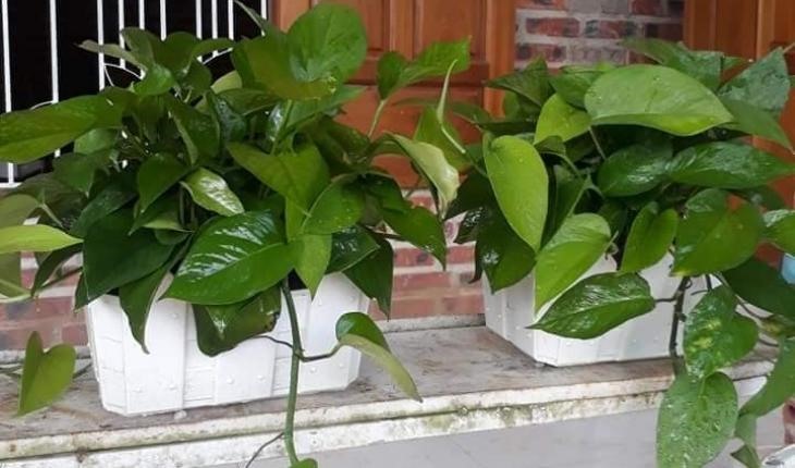 Cây trầu bà. Ảnh: Bách thảo