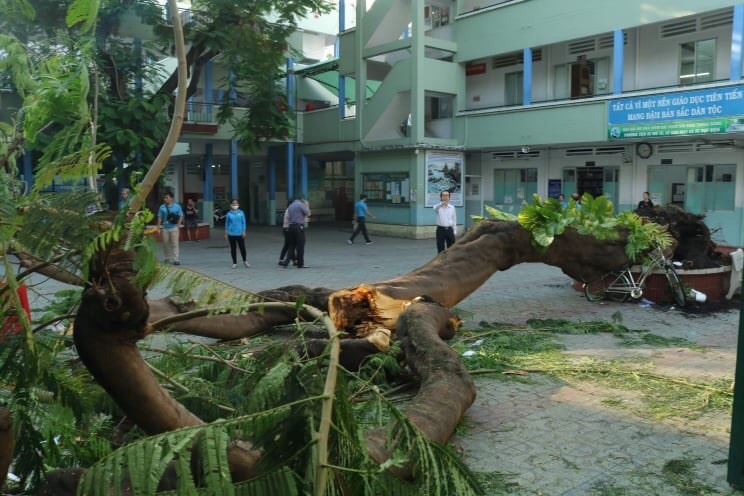 Một cây phượng vĩ trong trường THCS Bạch Đằng bất ngờ bật gốc, đè nhiều học sinh. Ảnh: A.N