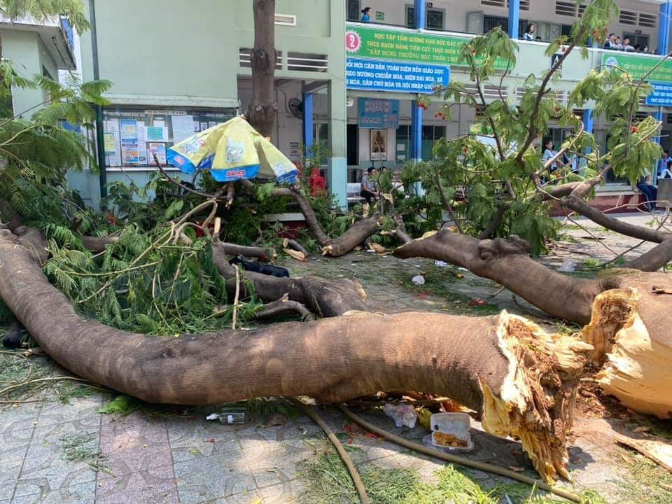 Hiện trường vụ đổ cây đè nhiều học sinh thương vong.