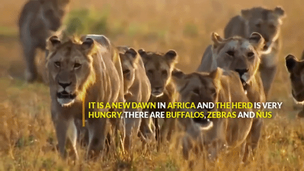 Sư tử phát hiện ngựa vằn. Nguồn: Wild Animal TV