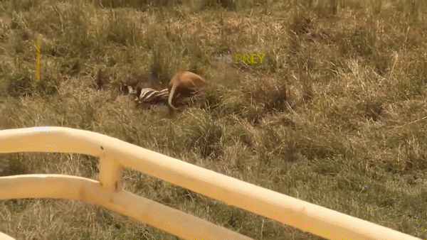 Nguồn: Wild Animals TV
