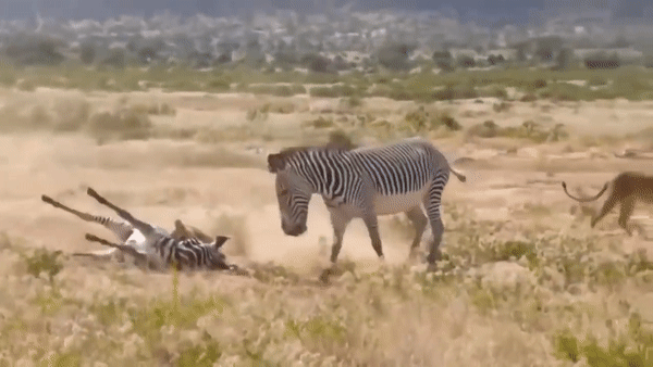Nguồn: Wild Animals TV
