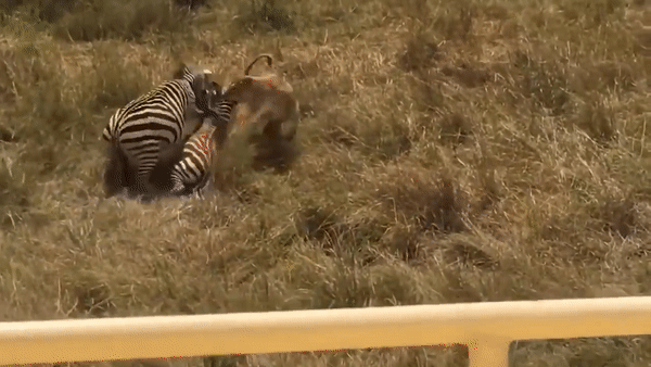 Nguồn: Wild Animals TV
