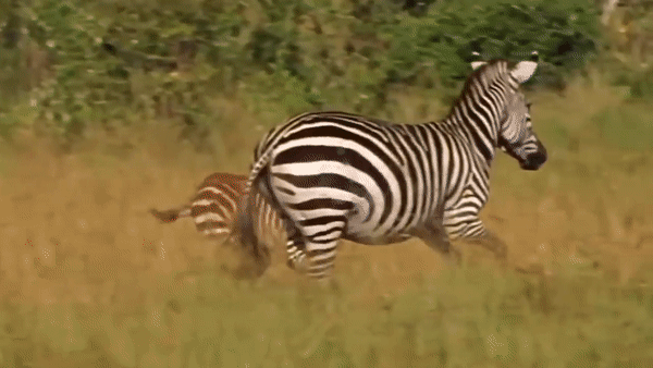 Kết thúc thảm bại của sư tử. Nguồn: Wild Animals TV