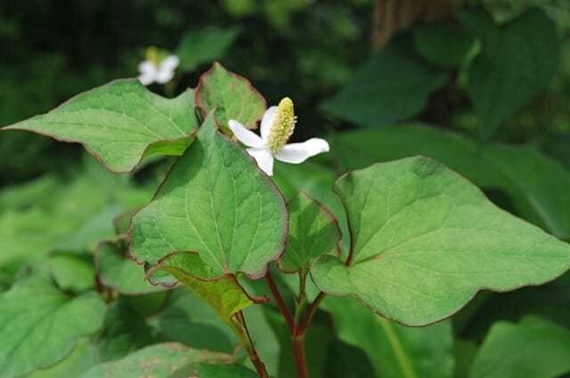 Ảnh Awaytogarden
