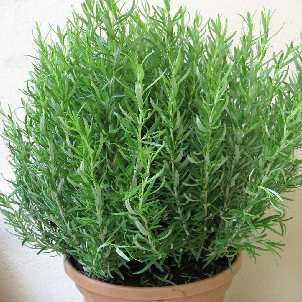 Cây dạ hương thảo