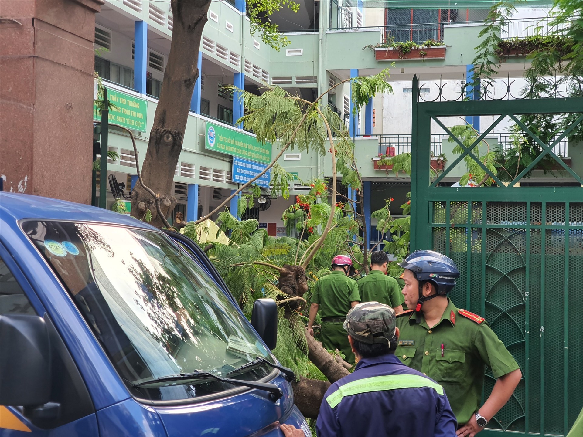 Việc cây đổ trong trường đang được xác định thuộc trách nhiệm của nhà trường. Ảnh: Đình Trường.