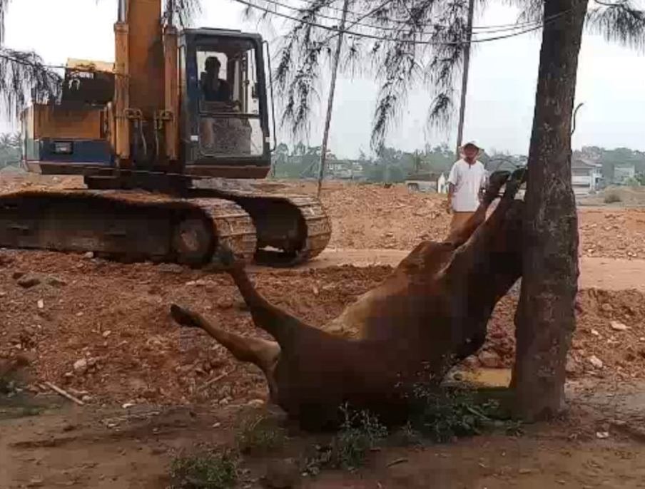 Thời điểm xảy ra sự việc, những con bò đang ăn cỏ bỗng lăn ra chết. Ảnh: gia đình cung cấp