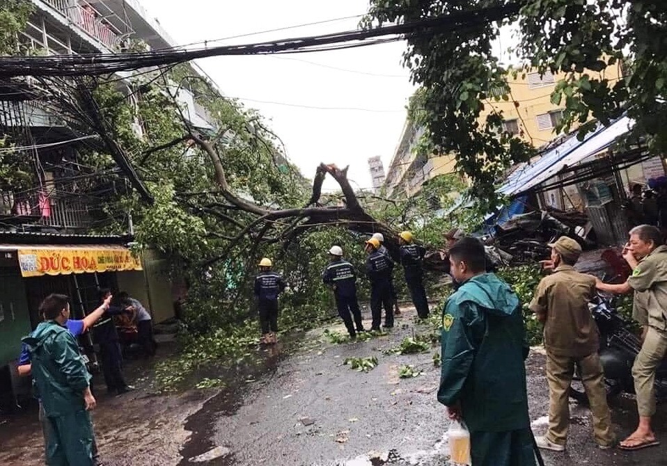 Một cây xanh bị bật gốc, ngã xuống đường trong cơn mưa. Ảnh: CTV