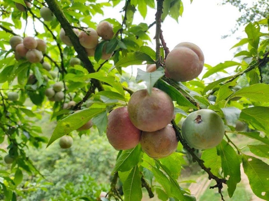 Mặc dù xảy ra mưa đá, nhưng mận Sơn La không bị ảnh hưởng. Ảnh: Hương Quỳnh