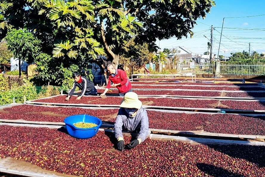 Ấn Độ đánh giá cao chất lượng càphê của Việt Nam. Ảnh: Khánh Vũ
