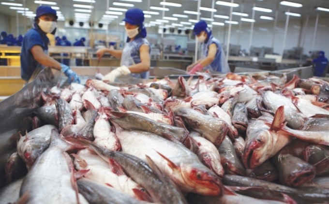 Ngành xuất khẩu thuỷ sản gặp khó khăn lớn trong những tháng đầu năm vì dịch bệnh. Ảnh: Q.HIẾU