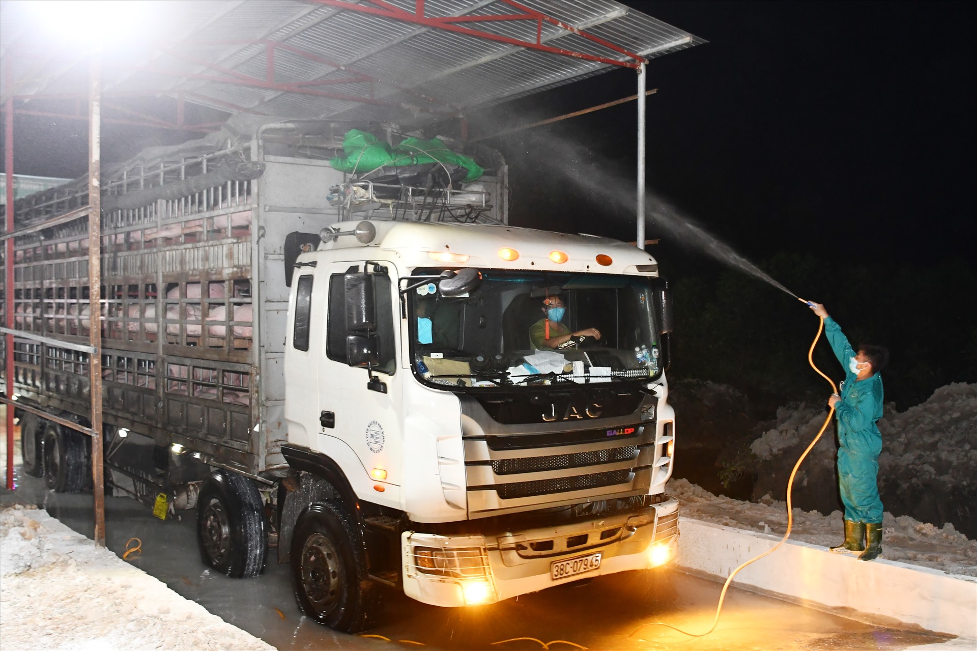 Phun hóa chất khử trùng lợn giống nhập khẩu từ Thái Lan. Ảnh: Văn Giang