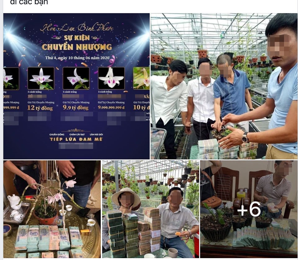 Đây là hình ảnh được đăng tải trên một diễn đàn người chơi lan. Theo đó, chỉ trong một buổi giao dịch, số tiền cho 5 giò lan đột biến đã lên tới hàng chục tỉ đồng.