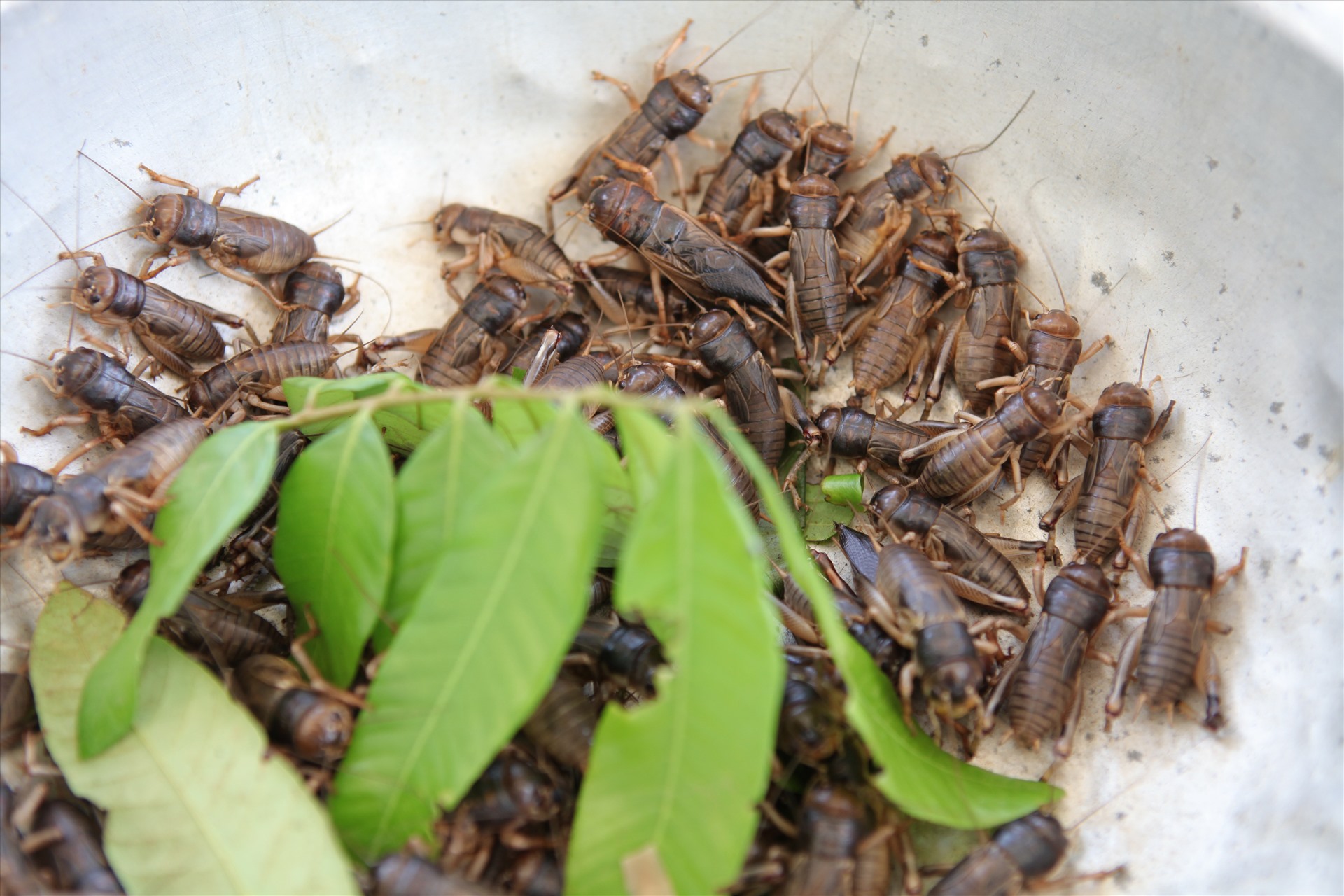 Một chậu dế mèn được bà con bày bán. Người Thái đen ở Mai Sơn thường chế biến dế mèn thành các món dế nướng, dế rang lá chanh, ăn có vị bùi, thơm.