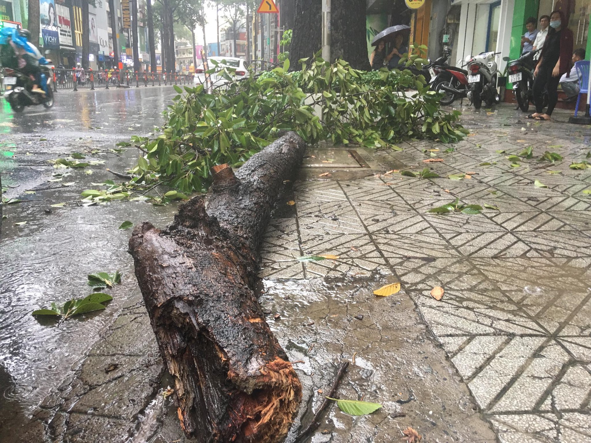 Mưa kèm giông lốc làm nhánh cây bất ngờ gãy cành rơi xuống đường 3/2 khiến 2 người bị thương. Ảnh: Giang Anh