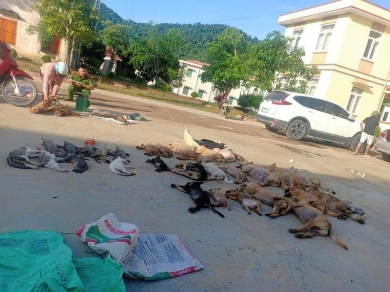 Số lượng chó, mèo bị chết sau khi ăn phải bã độc. Ảnh: Người dân cung cấp.