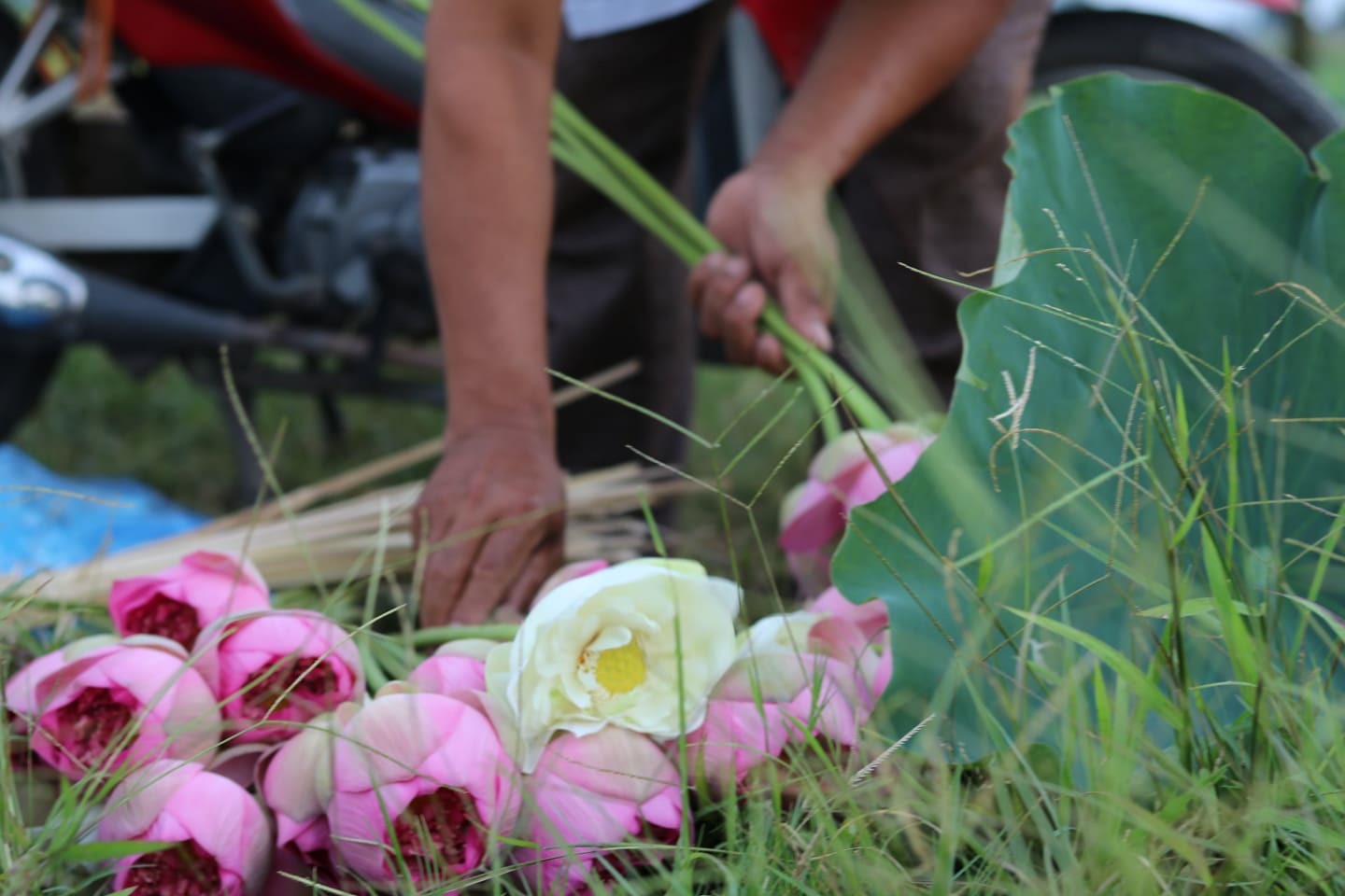 Hoa nở rải rác từ tháng 4 đến tháng 8, nếu thời tiết tốt thì hoa nở nhiều hơn và nhu cầu mua cũng cao hơn.
