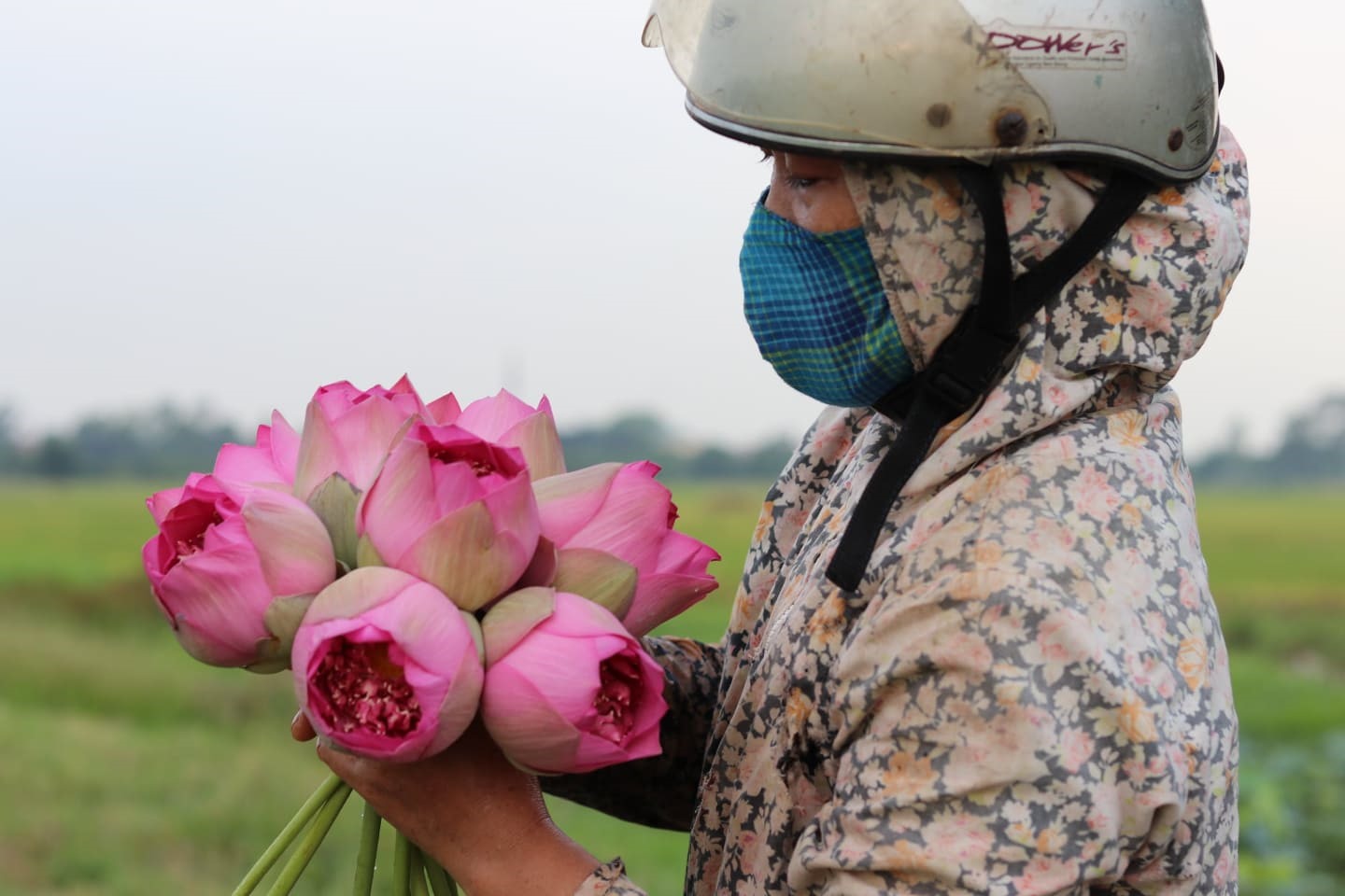 Hoa nở rải rác từ tháng 4 đến tháng 8, nếu thời tiết tốt thì hoa nở nhiều hơn và nhu cầu mua cũng cao hơn.