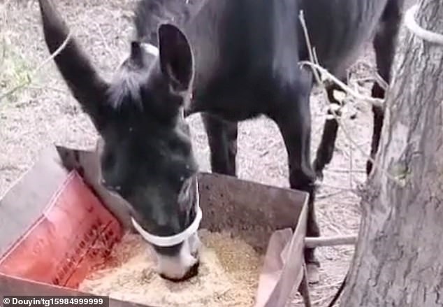 Con lừa sau khi được giải cứu. Ảnh: Daily Mail.