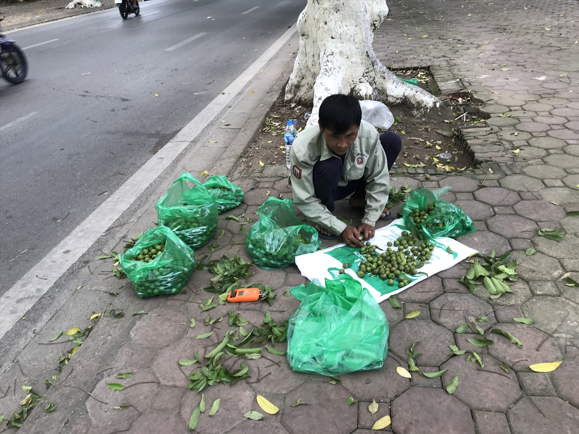 Những quả sấu trên ngọn cây mang lại thu nhập cho những người lao động nghèo.
