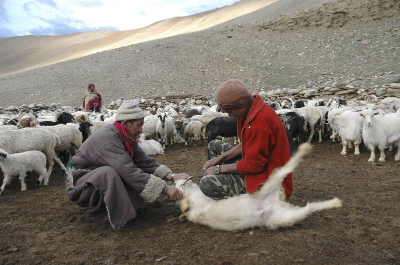 Dân du mục Changpa và dê cashmere của họ năm 2007. Ảnh: AP.