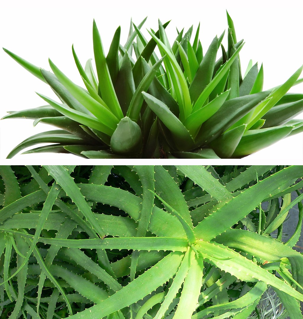 Lô hội là loại cây được nhiều người lựa chọn để trang trí phòng ốc. Đồ họa: Khương Duy