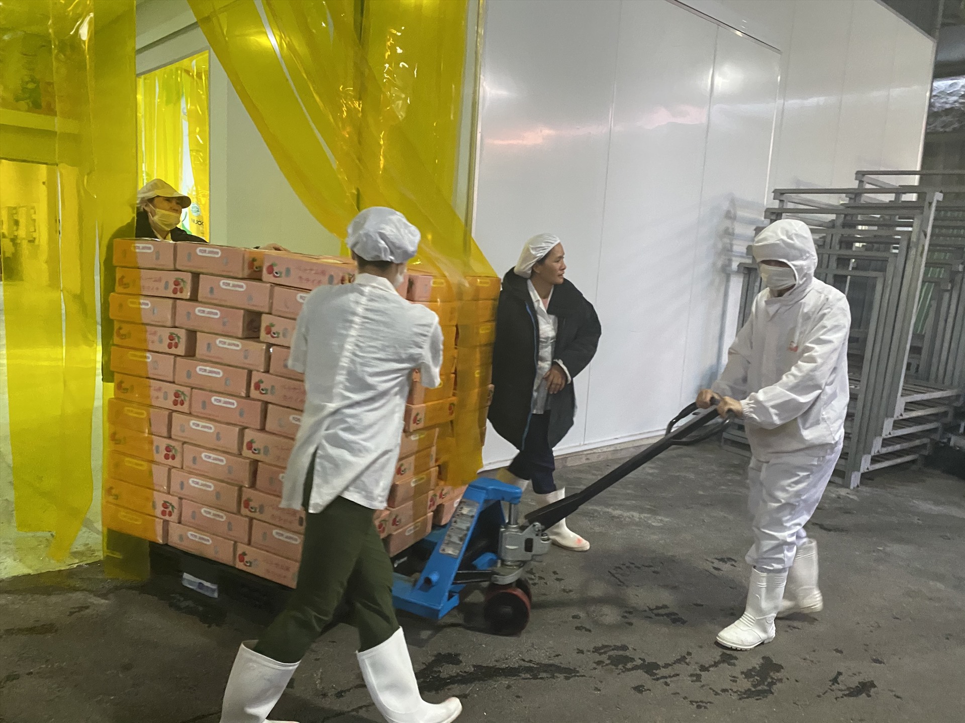 Lô vải thiều đầu tiên của Việt Nam đạt tiêu chuẩn để xuất khẩu sang Nhật Bản. Ảnh: Hồng Quang